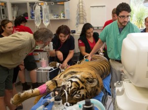 Chequeo de salud al tigre de Sumatra (Fotos y Video)