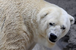 El oso polar Arturo podría mudarse a Canadá