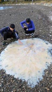 Descubren una medusa gigante en Australia (Foto)