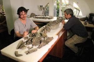 Descubren un nuevo tipo de plesiosaurio (Fotos)