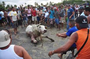 Gandola con reses volcó en Morón y habitantes descuartizaron a los animales (Fotos)