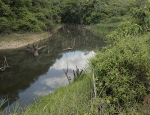 Río Yaracuy declarado en emergencia por contaminación