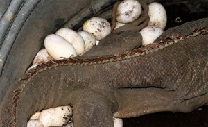 GNB decomisó 492 huevos de iguana