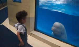 Especie de cetáceo asusta a niño en acuario de China (Video)