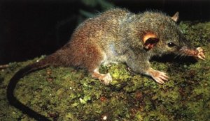 Descubren especie de marsupial con frenético hábito reproductivo