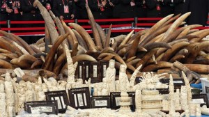 Francia destruye tres toneladas de marfil para luchar contra la caza de elefantes