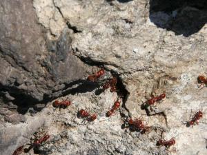 Las hormigas construyen balsas para salvar a la reina en las inundaciones