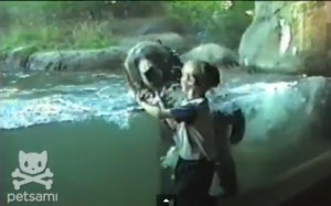 La simpatía de un oso y un niño detrás de un vidrio (Video)