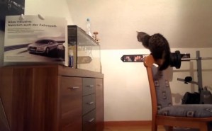 La forma en que entra este gato a la pecera demuestra que es todo un “genio” (Video)