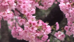 Los cerezos florecen en Tokio (Video)