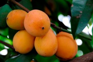 Brasileños identifican propiedades anticancerígenas en árbol originario de Bolivia
