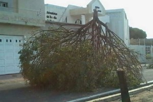 En Maracaibo colocan árboles como barricadas (Foto)