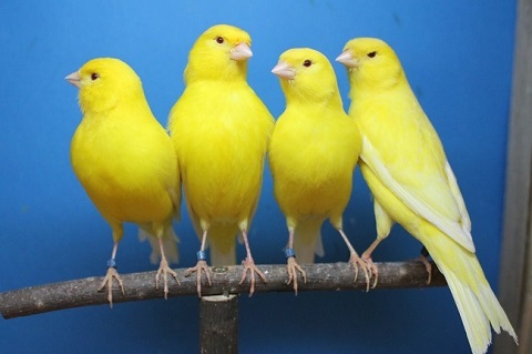 Descubren mecanismos que controlan canto de canarios