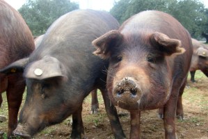 Un año de cárcel para un ganadero que dejó morir de hambre a más de 400 cerdos