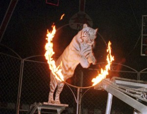 Panamá prohíbe los circos y espectáculos con animales silvestres