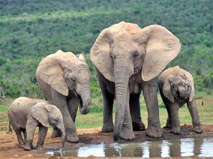 Elefantes jóvenes que dan a luz doblan el riesgo de morir, según estudio