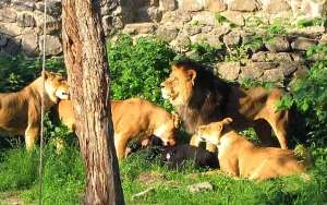 Matan a cuatro leones en zoológico de Dinamarca
