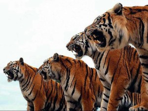Sacrifican a diez tigres para entretener a chinos ricos