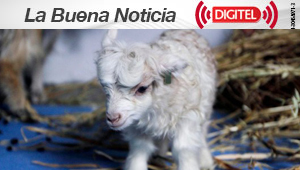 Brasil desarrolla primera cabra clonada transgénica en América Latina