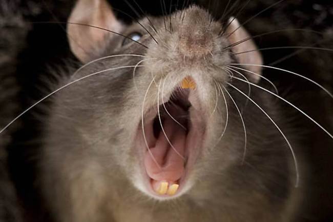 Encuentran ratas “mutantes” en Liverpool (Maestro Splinter, ¿eres tú?)