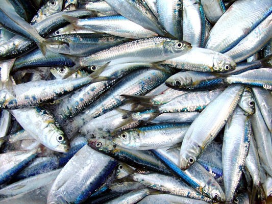 En la isla de Coche caladas de sardina y jurel salvan la época