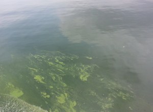 Algas tóxicas inundan el Lago de Maracaibo (Fotos)