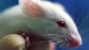 Bacteria intestinal revierte alergia alimentaria en ratones