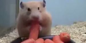 Hambriento hámster se devora cinco zanahorias en segundos (Video)