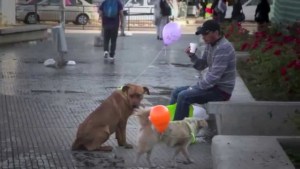 La hermosa iniciativa para rescatar a los perritos callejeros (Video)