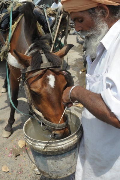 Un carro de caballos piloto indio sostiene un cubo de agua como su caballo sacia su sed en un día caluroso en Amritsar 