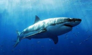 Científicos siguen la ruta de un tiburón blanco por las costas de Florida