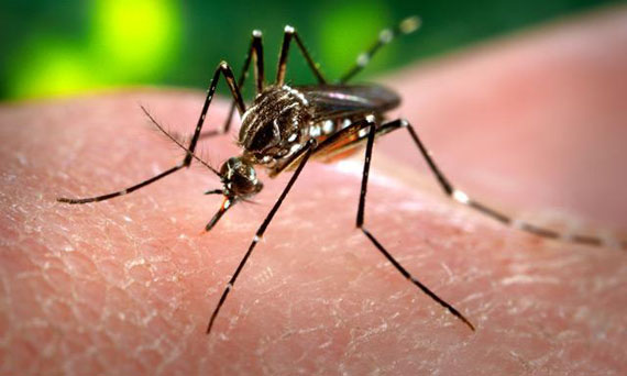 dengue Brasil