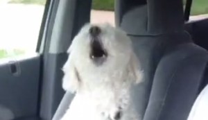A este perrito le emocionan mucho los viajes en carro (Video)