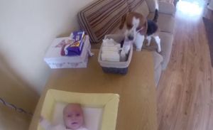 Charlie, el perro que ayuda a cambiarle los pañales al bebé (Video)