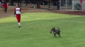 Estas jugadoras de softbol sacaron su arma secreta: un perro pitbull (video)