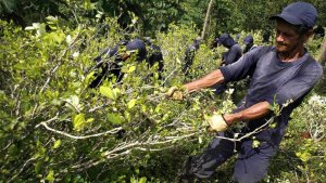 La hoja de coca colombiana se multiplica en la frontera con Venezuela y Ecuador