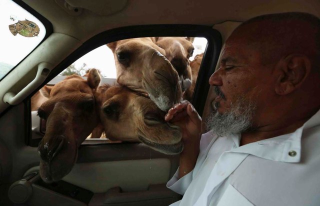 Un hombre toca camellos mirando a través de la ventanilla de un coche en Taif ( Mohamed Alhwaity / Reuters)