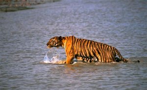 Tigre arrastra a pescador hasta un manglar
