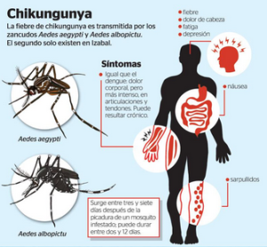 ALERTA: Así actúa el Chikungunya