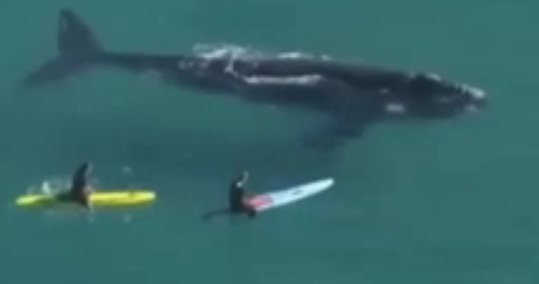 Enorme ballena se acerca a nadar con surfistas en Australia (video)