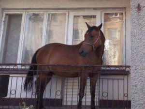 Mantiene un caballo en el balcón de su casa para que no lo puedan robar