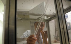 Reportan primeros casos de virus de chikungunya en Perú