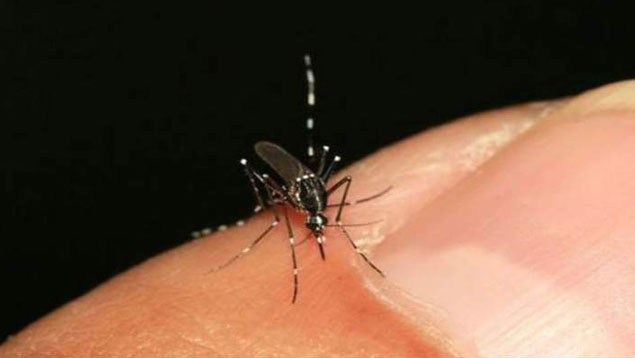 Ascienden a 86 los casos de chikungunya en el país