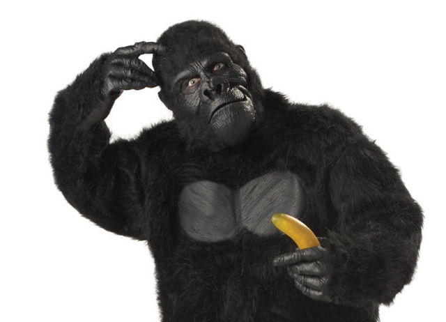 Se disfraza de gorila y ¡PUM!…veterinario le dispara dardo tranquilizante