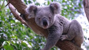 Si un koala tiene calor, abraza el árbol más frío para sobrevivir
