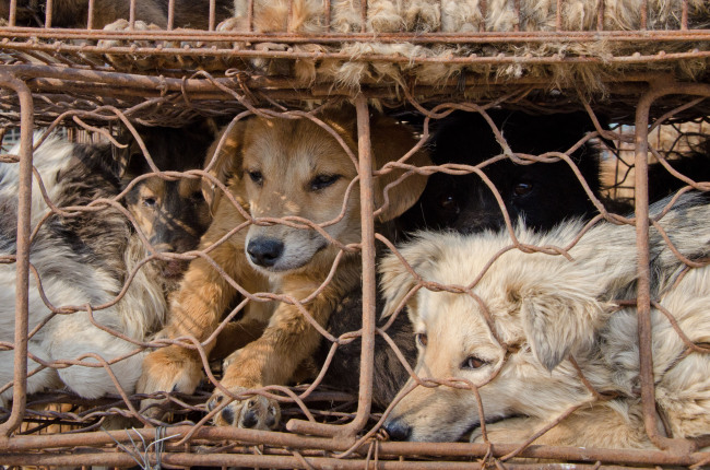 En China se llevó a cabo el festival de comer perros a pesar de las protestas
