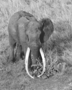 Grupo de cazadores furtivos de marfil mata a elefante icono de Kenia