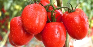 Descubren cómo los tomates adquieren su color rojo al madurar las semillas
