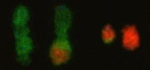 Reproducen en células humanas modificaciones cromosómicas propias del cáncer