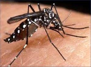 Alerta epidemiológica en Guatemala por virus Chikungunya